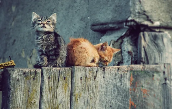 Picture cats, Wallpaper, the fence, kittens, wallpapers, Kote