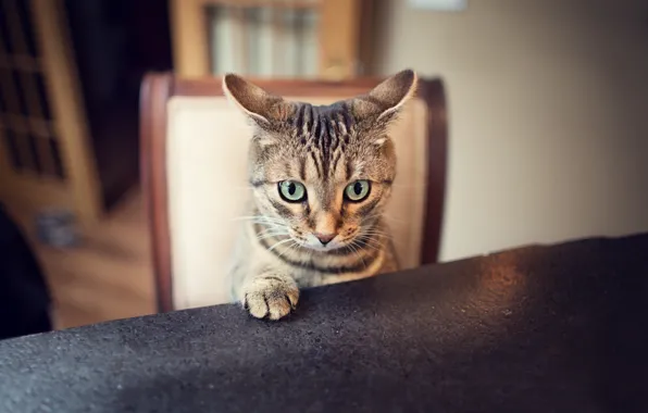 Picture cat, look, paw, ears, ears