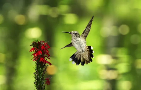 Picture flower, flight, background, bird, Hummingbird, bokeh