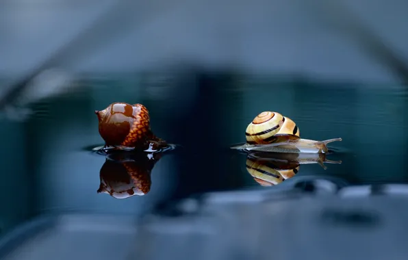 Picture water, macro, reflection, snail, acorn
