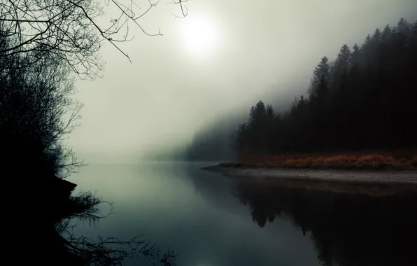 Picture forest, nature, fog, river