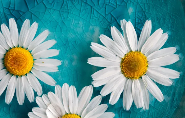 Picture background, chamomile, petals, flowers