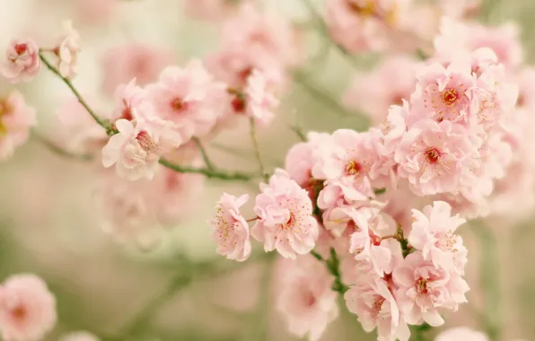 Picture branches, cherry, Sakura, flowering, flowers, bokeh
