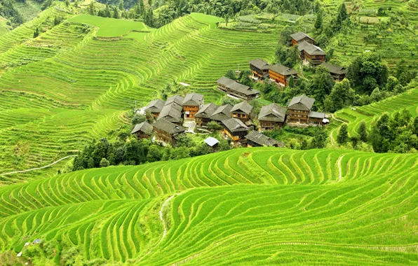 Picture greens, field, China, houses, the view from the top, plantation