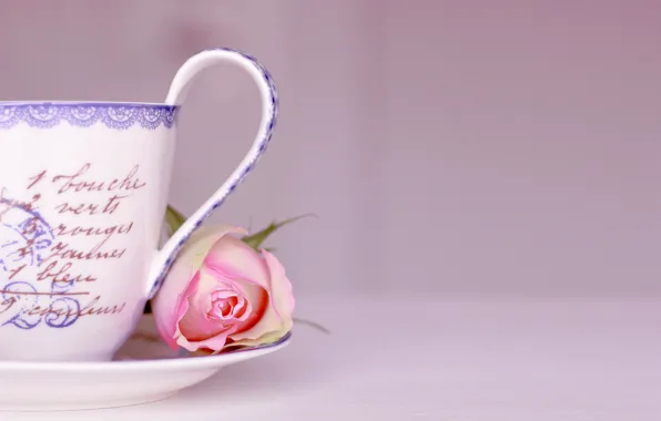 Picture flower, labels, background, pink, rose, Cup, words, saucer