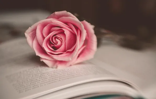 Picture flower, macro, pink, rose, book