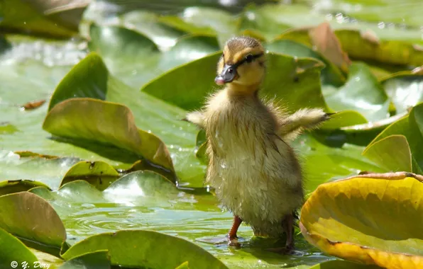 Picture leaves, baby, wings, duck, duck, chick