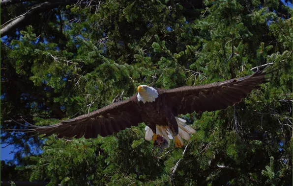Picture trees, bird, predator, flight, Bald eagle