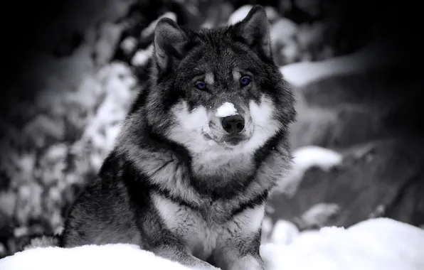 Picture winter, look, snow, wolf, predator, b/W, beast