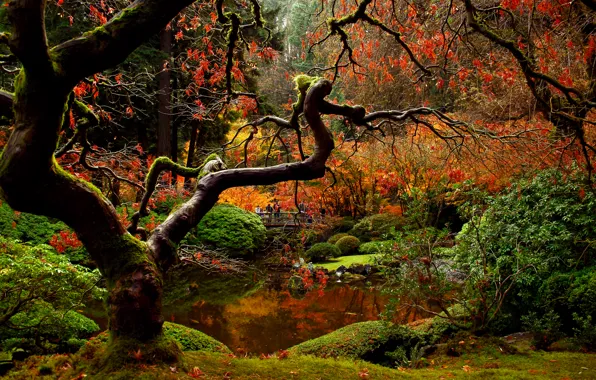 Picture autumn, bridge, nature, Park, people, garden, Japanese