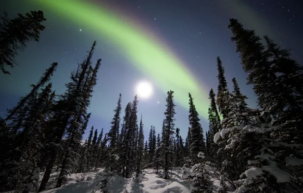 Picture winter, forest, snow, trees, stars, Northern lights, ate, Alaska, Alaska, Denali National Park, starry sky, …