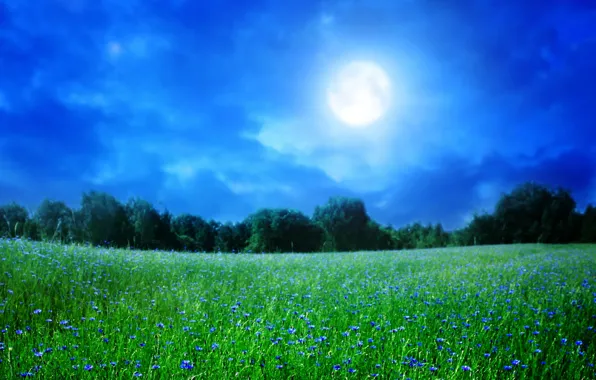 Picture summer, the sky, grass, trees, landscape, night, nature, the moon, flowers