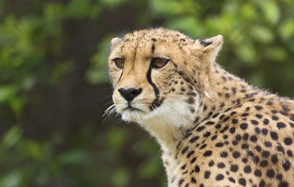 Picture look, portrait, Cheetah, wild cat