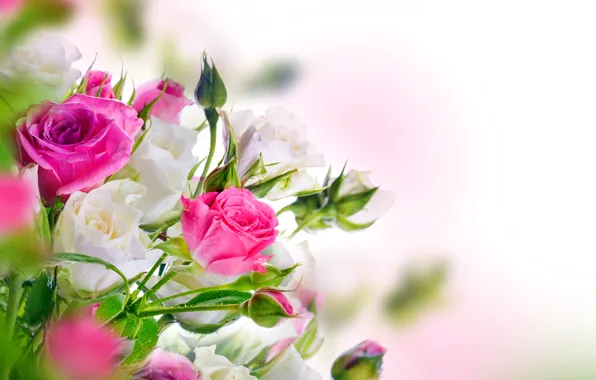 Picture roses, white, buds, pink, blossom, flowers, beautiful, roses