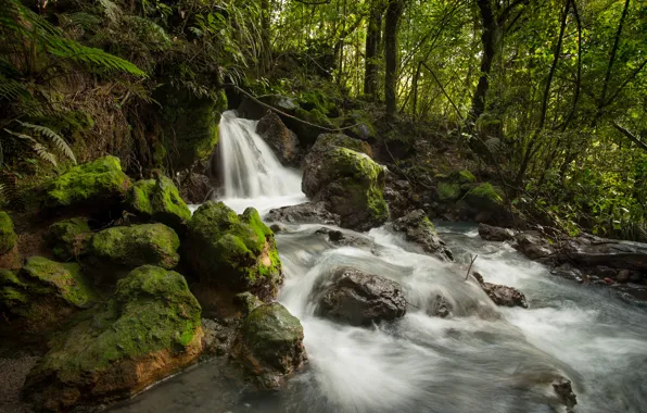 Picture forest, stream, stones, waterfall, stream, New Zealand, river, New Zealand, Tongariro National Park, Ketetahi Stream