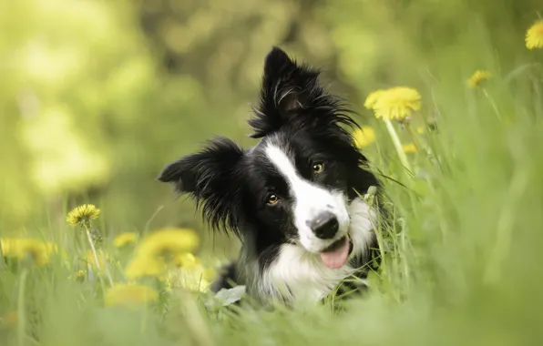 Picture look, face, flowers, dog, dandelions, bokeh, The border collie