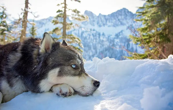 Picture winter, look, face, snow, trees, mountains, nature, animal, dog, ate, profile, husky, dog
