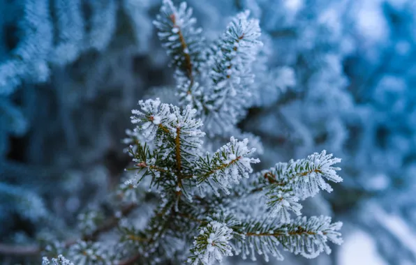 Picture winter, frost, forest, macro, snow, needles, branches, nature, tree, frost, Spruce, needles, bokeh