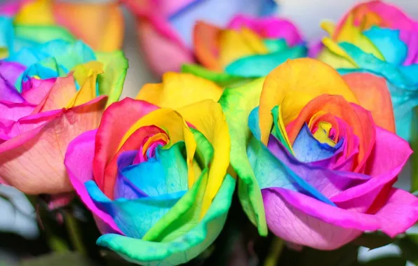 Picture flowers, roses, rainbow, colorful, rainbow, colorful, flowers, roses