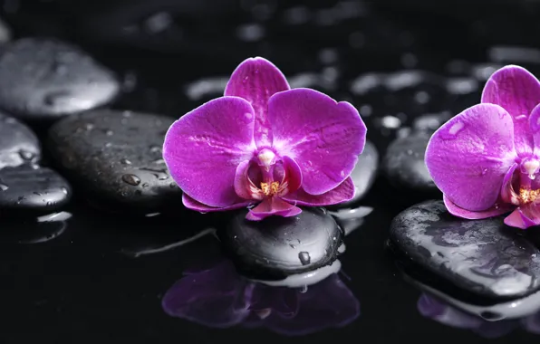 Picture water, drops, flowers, tenderness, beauty, petals, orchids, purple, Orchid, water, flowers, beauty, Phalaenopsis, drops, phalaenopsis, …