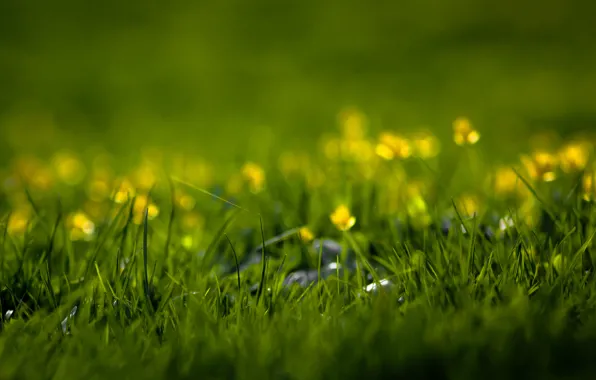 Picture greens, summer, grass, flowers, freshness, nature, spring, weed, a blade of grass, grass