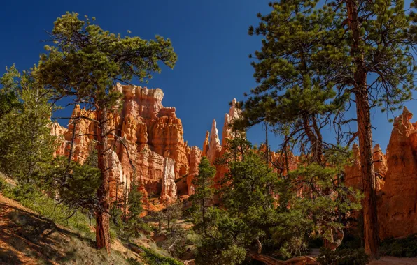 Picture trees, pine, Utah, Bryce Canyon, Utah, Bryce Canyon National Park, National Park Bryce Canyon, Bryce …