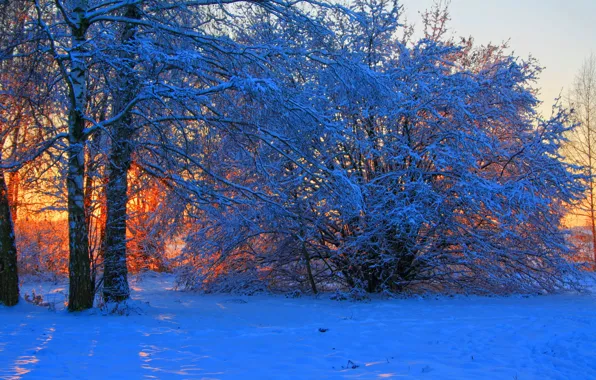 Picture winter, snow, trees, sunset, branches, nature, photo, dawn