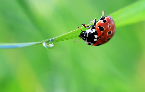Picture summer, grass, green, drop, ladybug