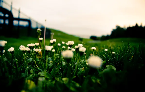 Picture grass, lawn, white