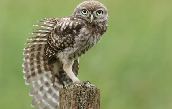 Picture owl, bird, stump, feathers, wing, sitting, stretches