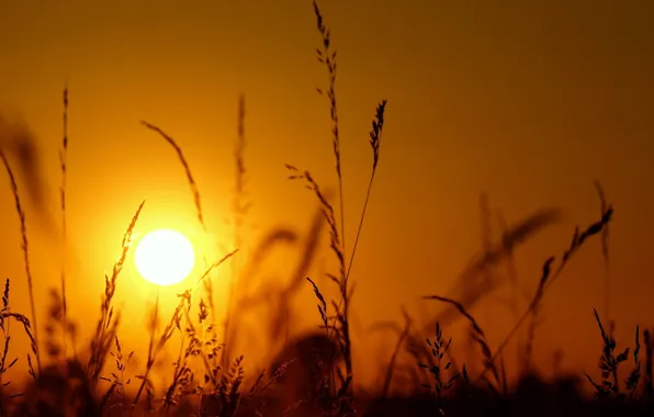 Picture grass, the sun, macro, light, sunset, spikelets, silhouette