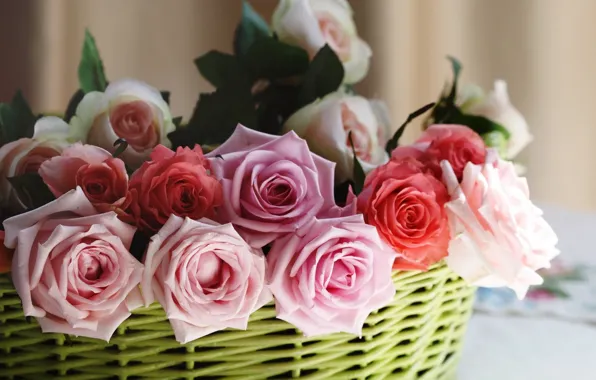 Picture roses, basket, buds, © Elena Di Guardo