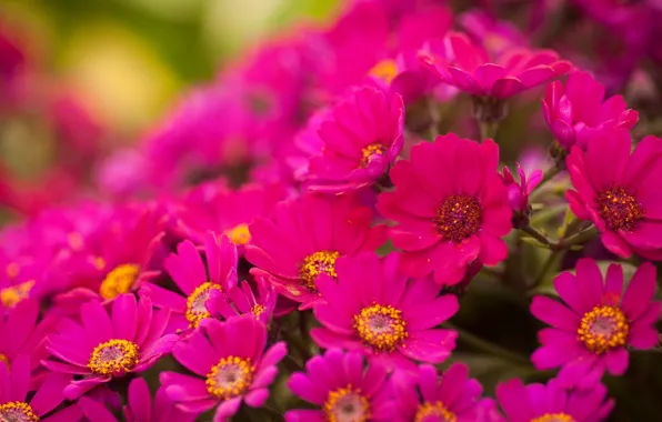 Picture flowers, bright, pink, chrysanthemum, a lot