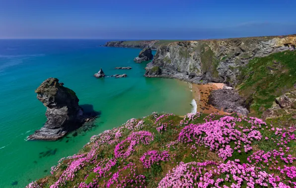 Picture sea, flowers, rocks, coast, England, England, Cornwall, Cornwall, Bedruthan Steps, Celtic sea, Celtic Sea, seaside …