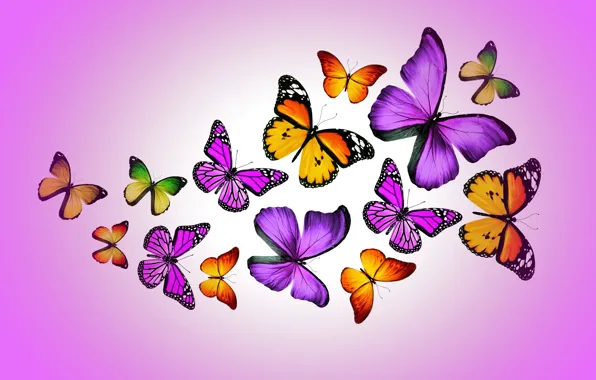 Picture butterfly, colorful, purple, butterflies, design by Marika