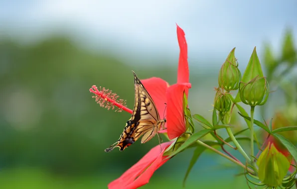 Picture flower, red, butterfly, swallowtail, hibiscus