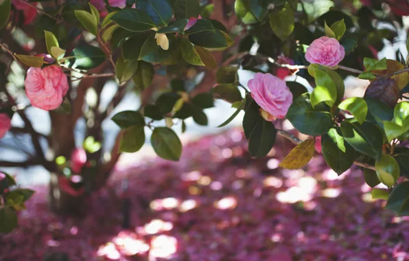 Picture leaves, flowers, petals, pink, Camellia
