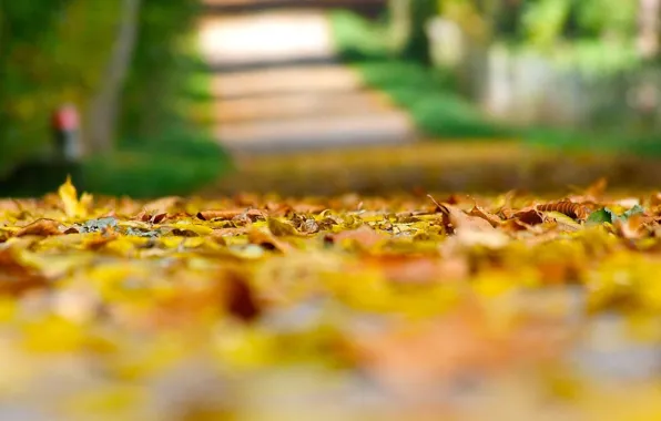 Picture autumn, leaves, macro, background, earth, widescreen, Wallpaper, yellow leaves, blur, blur, wallpaper, leaves, widescreen, leaves, …