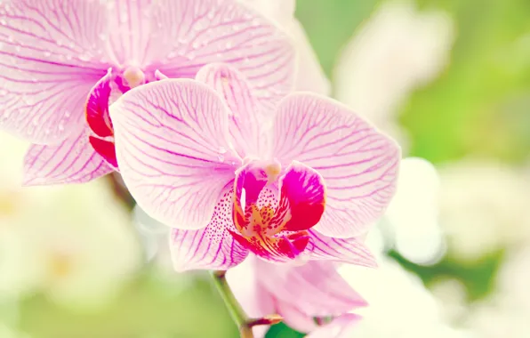 Picture flower, macro, Orchid, orchid, Phalaenopsis, phalaenopsis
