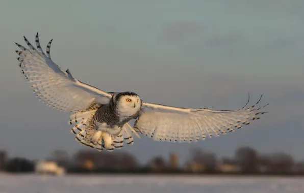 Picture owl, wings, flight
