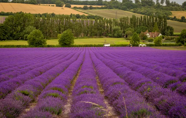 Picture field, trees, flowers, house, field, tractor, lavender