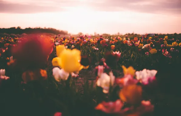 Picture field, the sky, the sun, clouds, flowers, tulips, field of tulips, bokeh