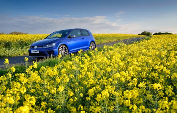 Picture field, flowers, blue, Volkswagen, blue, yellow, Volkswagen, Golf R, Mk7