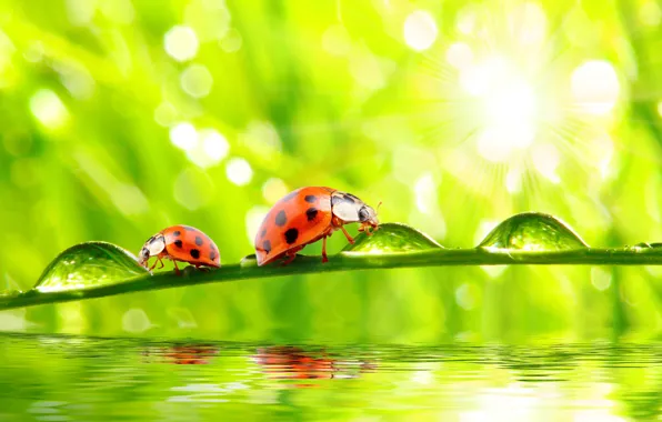 Picture grass, nature, water, macro, morning, drops, dew, ladybugs