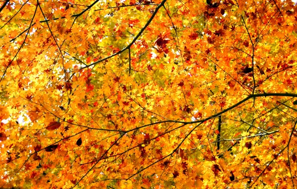 Picture autumn, leaves, branches, tree, maple, crown