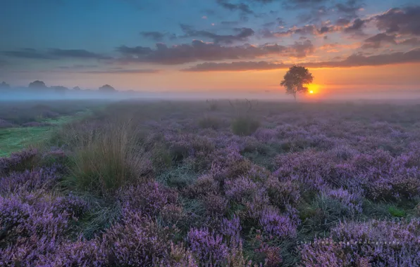 Picture field, sunset, flowers, fog, spring, the evening, haze, Netherlands