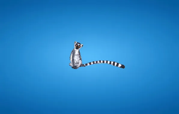 Picture minimalism, tail, lemur, striped, blue background, lemur
