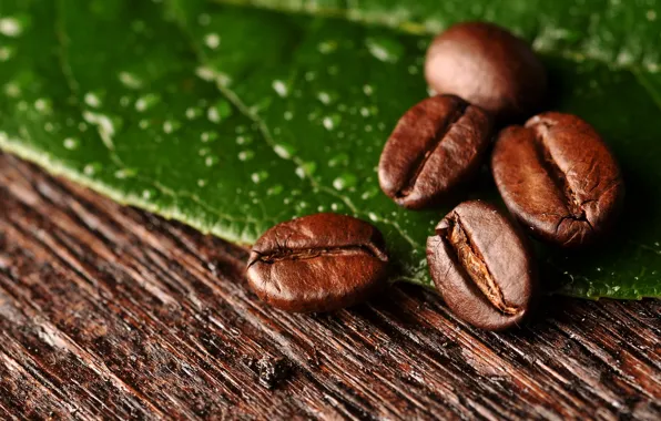 Picture macro, sheet, coffee, grain, macro, leaf, beans, coffee
