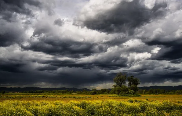 Picture field, the sky, clouds, landscape, flowers, storm, nature