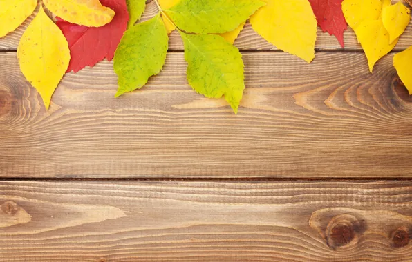 Picture background, tree, colorful, wood, texture, autumn, leaves, autumn leaves